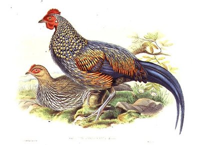 To asiatiske fasaner (Gallus Sonneratii) indgraveret af kunstneren og William Hart (1823-1894) (litho) af John (after) Gould