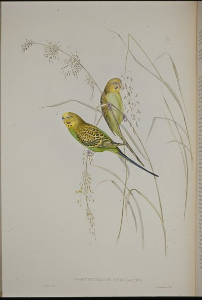 Warbling Grass Papegøje (Melopsittacus Undulatus) (håndfarvet litho) af John (after) Gould