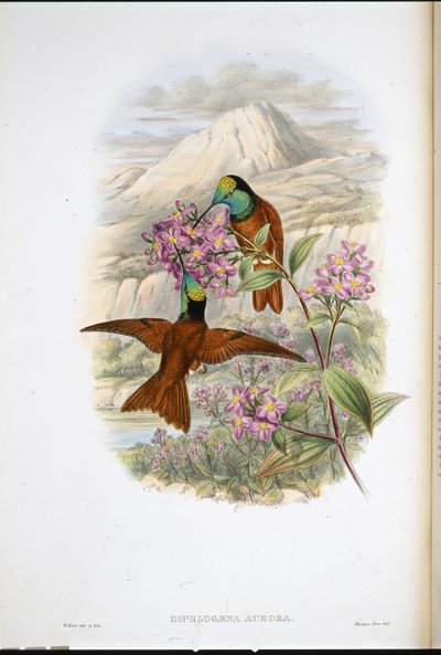 Warszewiczs regnbuekolibri (Diphlogaena Aurora) (håndfarvet litho) af John (after) Gould