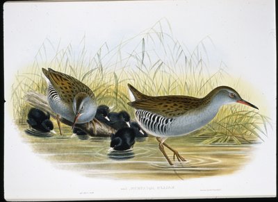 Vandskinne (Rallus Aquaticus) (håndfarvet litho) af John (after) Gould