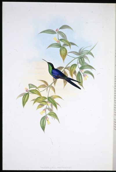 Watertons trænymfe (Thalurania Watertoni) (håndfarvet litho) af John (after) Gould