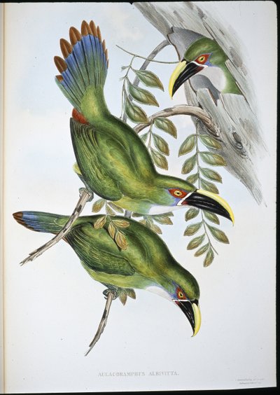 Hvidbåndet Groove-bill Toucan (Aulacoramphus Albivitta) (håndfarvet litho) af John (after) Gould