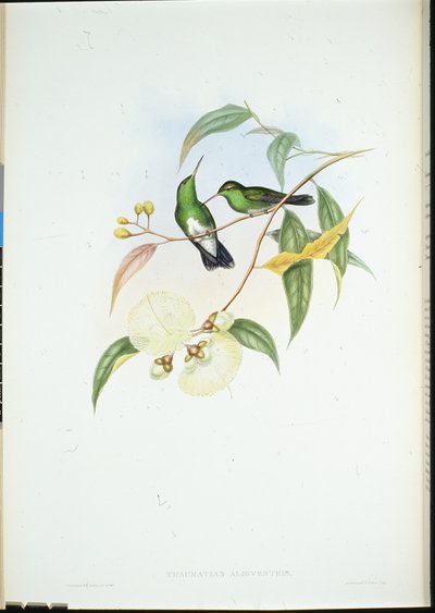 Hvidbuget smaragd (Thaumatias Albiventris) (håndfarvet litho) af John (after) Gould