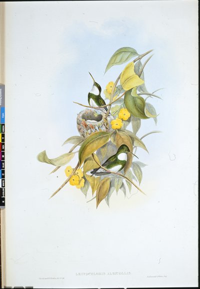 Hvidstrube (Leucochloris Albicollis) (håndfarvet litho) af John (after) Gould