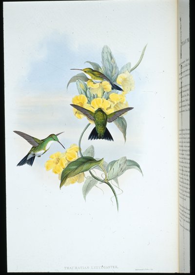 Hvidstrubet smaragd (Thaumatias Leucogaster) (håndfarvet litho) af John (after) Gould