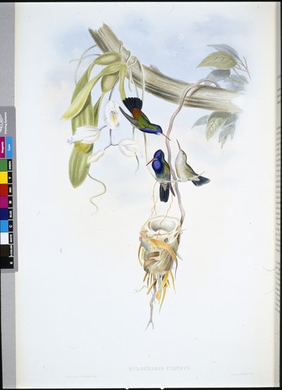 Hvidstrubet safir (Hylocharis Cyaneus) (håndfarvet litho) af John (after) Gould
