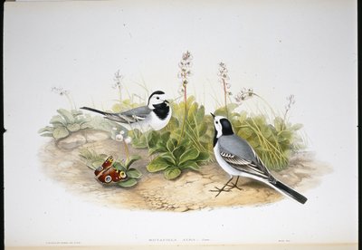 Hvid vipstjert (Motacilla Alba) (håndfarvet litho) af John (after) Gould