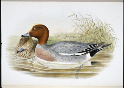 Widgeon (Mareca Penelope) (håndfarvet litho) af John (after) Gould