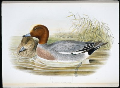 Widgeon (Mareca Penelope) (håndfarvet litho) af John (after) Gould