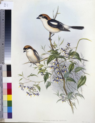 Skovsnakkeskrike (Enneoctonus Rufus) (håndfarvet litho) af John (after) Gould