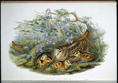 Skovsneppe (Scolopax Rusticola) (håndfarvet litho) af John (after) Gould
