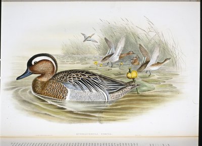 Querquedula Circia (håndfarvet litho) af John (after) Gould