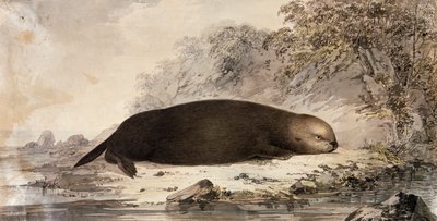 Sea Otter, gravering efter tegning af John Webber (1750-1793) lavet under James Cooks tredje rejse af John (after) Webber