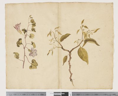 F.13 Ipomea Pes, ged; Celtis paniculata, ca. 1790-95 (akvarel og blæk på papir) af John (attr. to) Doody