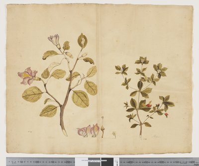 F.15 Lagunaria Patersonia; Alyxia gynopogon, ca. 1790-95 (akvarel og blæk på papir) af John (attr. to) Doody