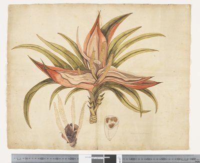 F.1 Freycinetia baueriana, ca. 1790-95 (akvarel og blæk på papir) af John (attr. to) Doody