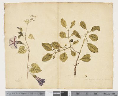F.24 Ipomoea congesta; Elaeodendron curtipendulum, ca. 1790-95 (akvarel og blæk på papir) af John (attr. to) Doody