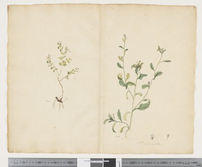 F.25 Euphorbia sparrmannii; Lobelia alata, ca. 1790-95 (akvarel og blæk på papir) af John (attr. to) Doody