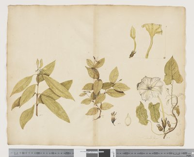 F.6 Wikstroemia Australis; Ipomea, ca. 1790-95 (akvarel og blæk på papir) af John (attr. to) Doody