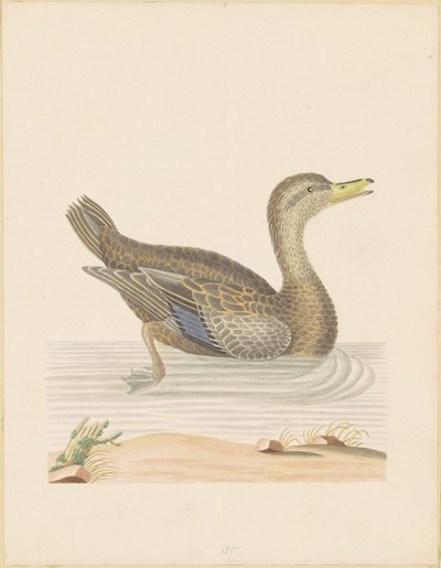 Roan Duck af John Abbot