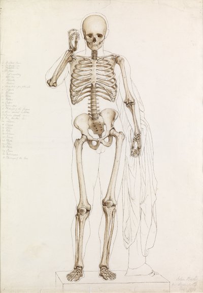 Anatomisk undersøgelse: det menneskelige skelet, i Contrapposto, 1870 af John Bathe
