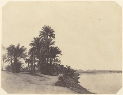 [Studier af daddelpalmer]. af John Beasley Greene
