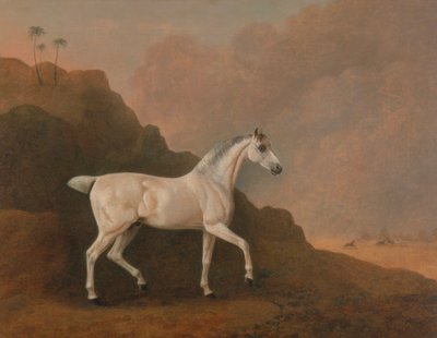 En grå arabisk hingst i et ørkenlandskab af John Boultbee
