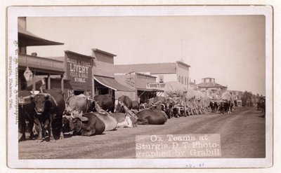 Oksehold i Sturgis, D.T., pub. 1887 - 1892 (foto) af John C. H. Grabill