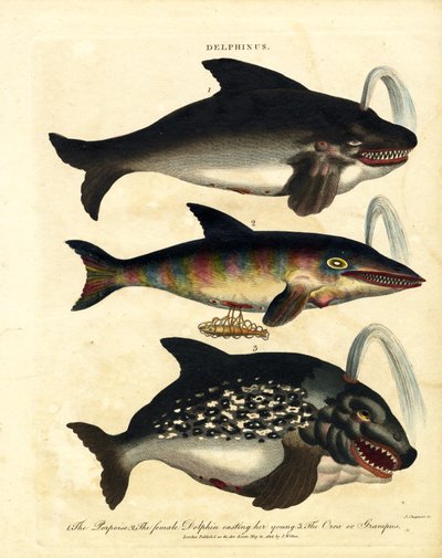 Delfinarter - marsvin og spækhuggere af John Chapman