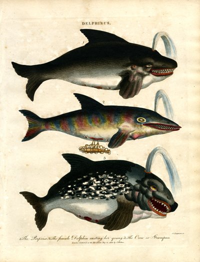 Delfiner (Delphinus) af John Chapman