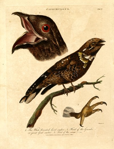 Natravn (Caprimulgus) af John Chapman