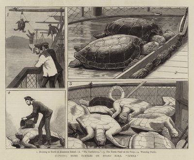 Bringe skildpadder om bord på HMS Jumna af John Charles Dollman