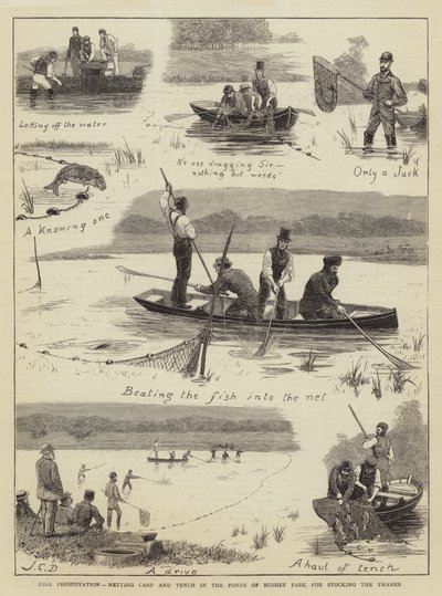 Bevarelse af fisk, indfangning af karper og slørhaler i dammene i Bushey Park med henblik på udsætning i Themsen af John Charles Dollman