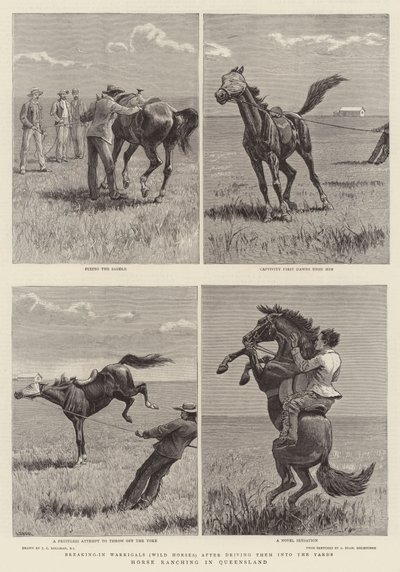 Hesteopdræt i Queensland af John Charles Dollman