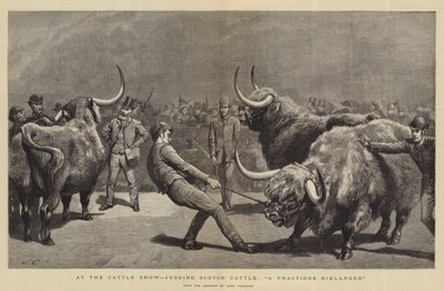 På kvægudstillingen bedømmer Scotch Cattle, A Fractious Hielander af John Charlton