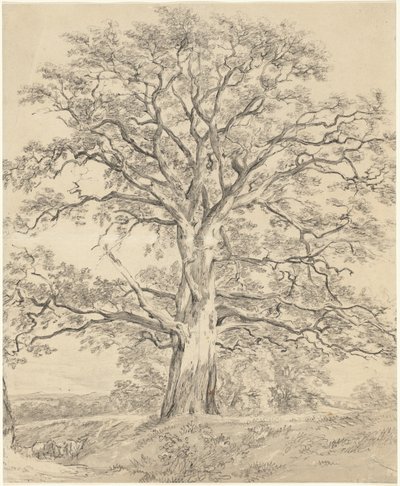 Et stort egetræ af John Constable