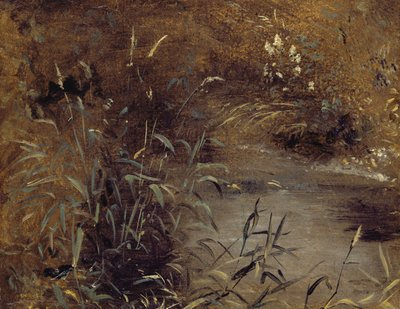 Rushes by a Pool, ca. 1821 (olie på papir om bord) af John Constable