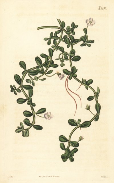 Brahmi eller vandisop, Bacopa monnieri af John Curtis