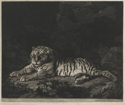 En Tigress af John Dixon after George Stubbs