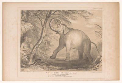 Spotprent mødte Lord Ellenborough som en vild olifant En vild elefant, der basunerer. En scene fra Paradise Lost! (titel på objekt) HB Sketches (serietitel på objekt) af John Doyle
