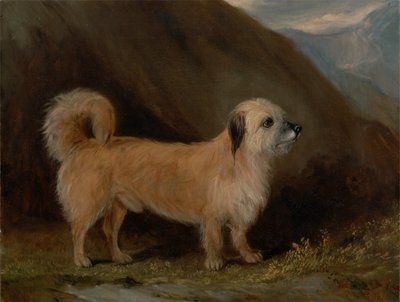 En Dandie Dinmont Terrier af John E. Ferneley