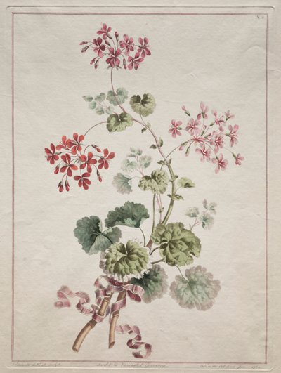 En samling af blomster tegnet fra naturen: nr. 6 - Skarlagen og broget geranium af John Edwards