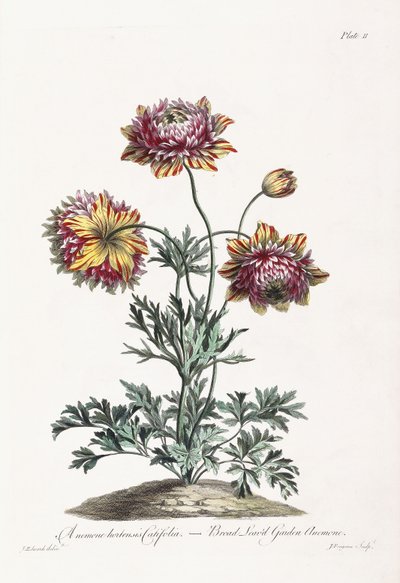 Bredbladet Haveanemone af John Edwards