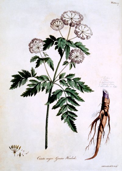 Greater Hemlock [Cicuta major], illustration fra 