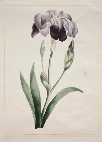 Japansk iris (stor blå iris) af John Edwards
