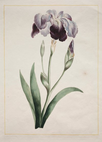 Japansk iris, stor blå iris, 1801. af John Edwards