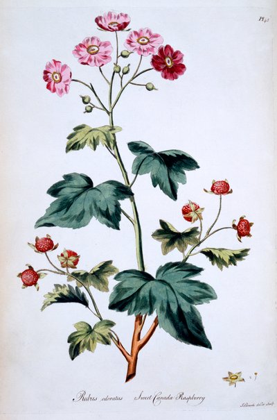Sweet Canada Raspberry [Rubus odoratus], illustration fra 