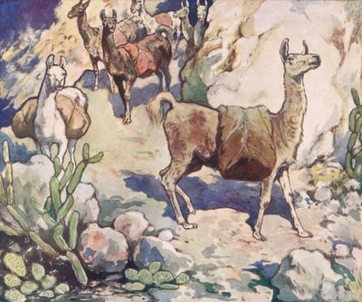 Alpakkaer på en bjergsti, illustration fra 