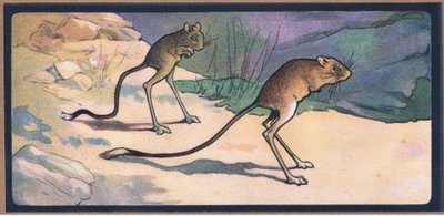Jerboa af John Edwin Noble