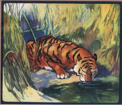 Tiger af John Edwin Noble